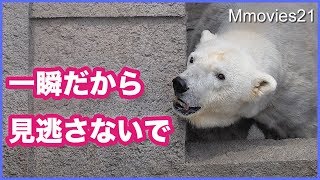 とびきり可愛い顔で登場するホッキョクグマ ララと元気に登場するデナリ 飼育係のルーティンワーク