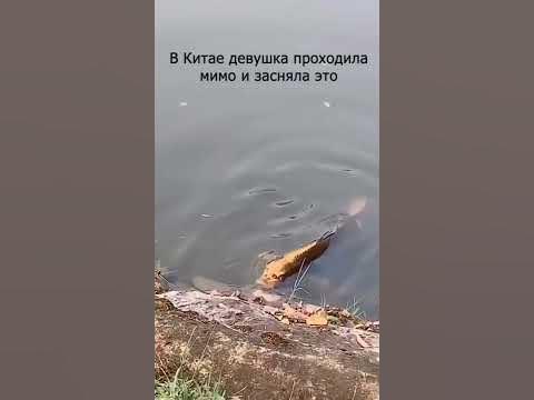 Рыба с лицом человека #рыба #радиация - YouTube
