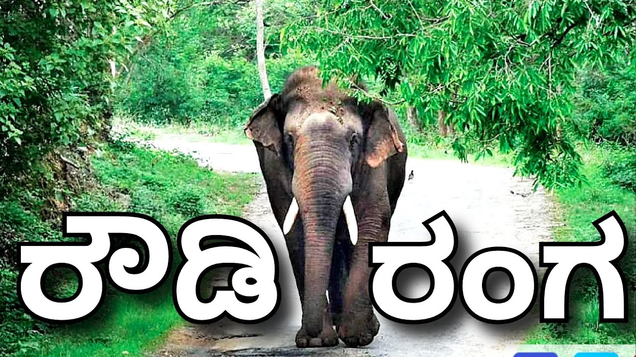 ರೌಡಿ ರಂಗನ ದಾರುಣ ಅಂತ್ಯ😞| Tragic Story of Rowdy Ranga | Bandipur | Tiger Reserve Forest | ಬಂಡೀಪುರ