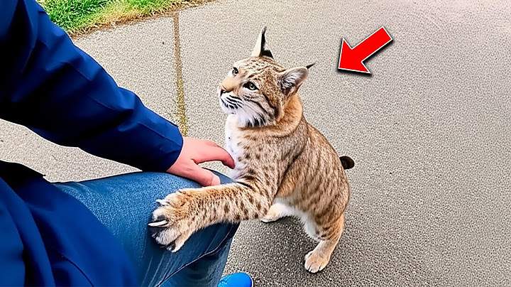 Bobcat Tried to Tell Something and Wouldn't Let Him Leave—Followed Her, He Found Something Shocking