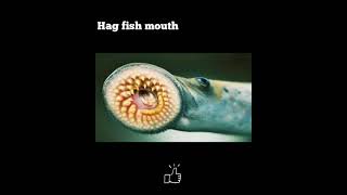 Strange Body Parts Of Animals Part