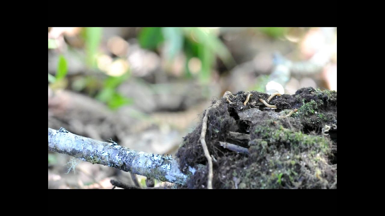 Chestnut-headed Tesia 