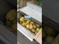 Rhizomes can be cleaned and peeled.#Rhizomes #Cleaning# Peeler #potato #土豆 #cleaningmachine #土豆清洗去皮