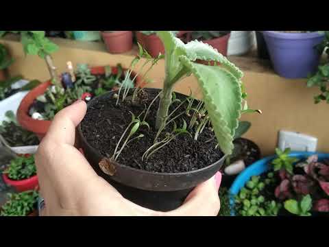 Vídeo: Cuidados com a samambaia de borla japonesa - Dicas para cultivar samambaias de borla no jardim