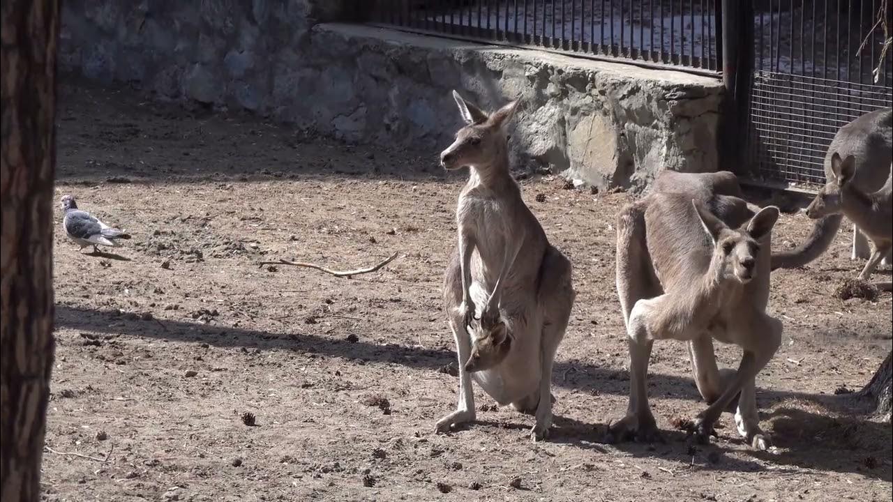 Кенгуру. Мама, папа и малыш. 19.04.2023 - YouTube