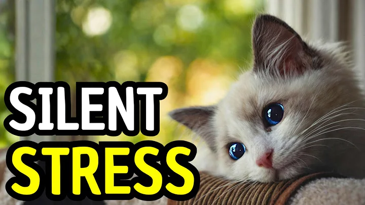 9 'Innocent' Habits That Damage Your Cat’s Brain (Science Based)