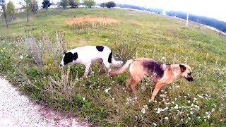 Hungry dogs in the forest by GOOD ALEX 299 views 4 years ago 1 minute, 23 seconds