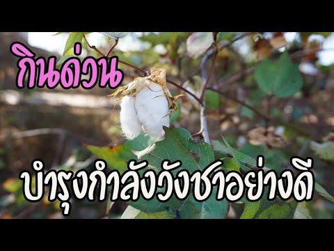 วีดีโอ: ต้นฝ้ายถูกลบ