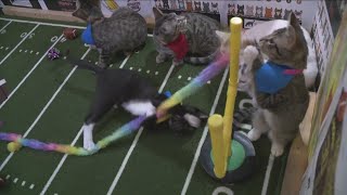 Kitten Bowl 2024 with Ten Lives Club