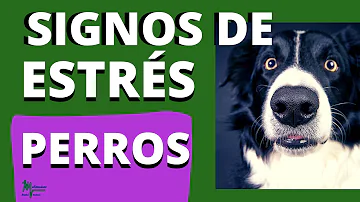 ¿Cuáles son los primeros signos de estrés en un perro?