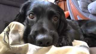 Funny, cute, playful dog - Dougal