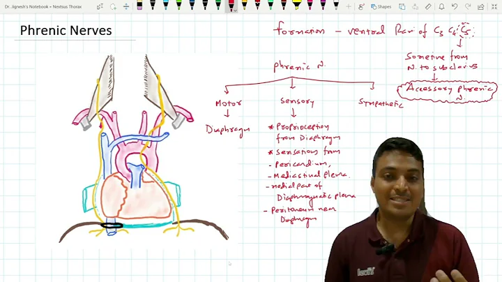 Phrenic Nerves - Anatomy