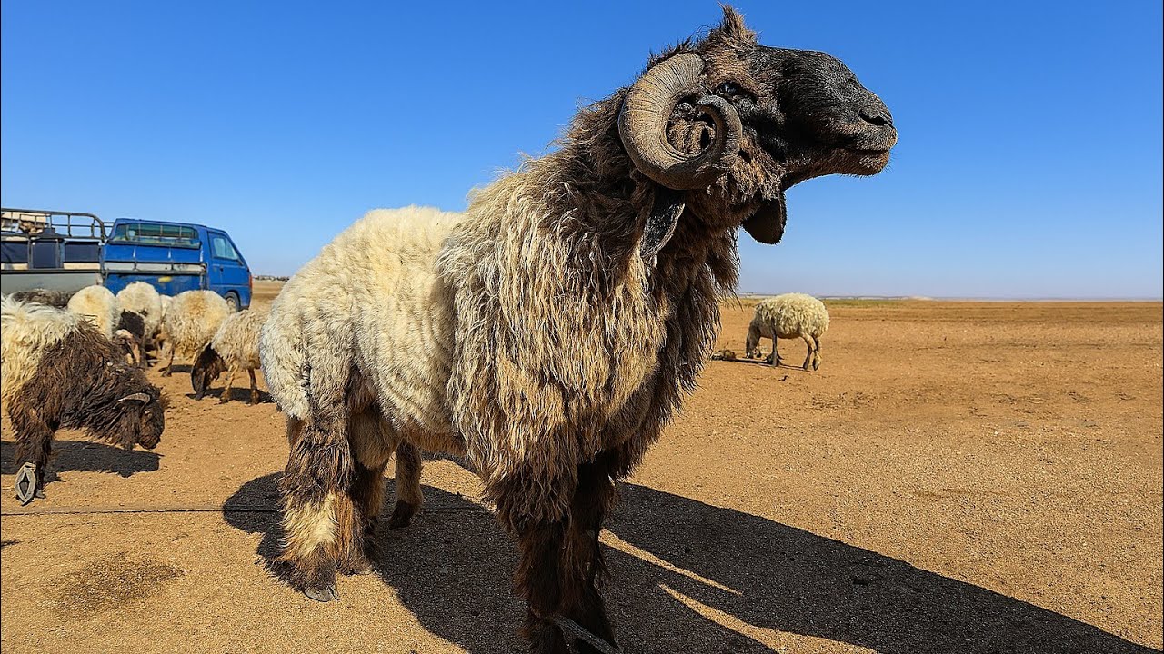 سوق أغنام مدينة معرة مصرين شمال سوريا 1/ 7/ 2025