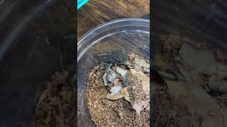 This Wolf Spider Has HUNDREDS of Babies on Her Back! #shorts #spiders