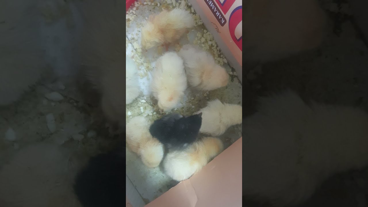 4 gunluk cucelere un qurdu verdim.