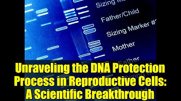 Unraveling the DNA Protection Process in Reproductive Cells: A Scientific Breakthrough