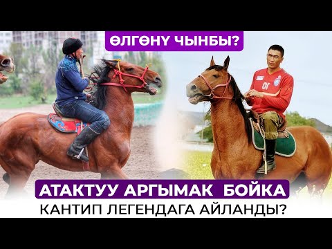 Кыргыздын атактуу аргымагы БОЙКА