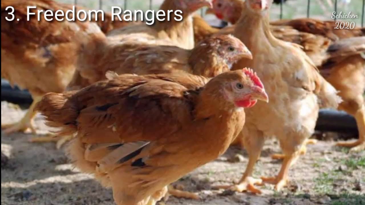 Best Meat Chickens Breed List with Pictures YouTube