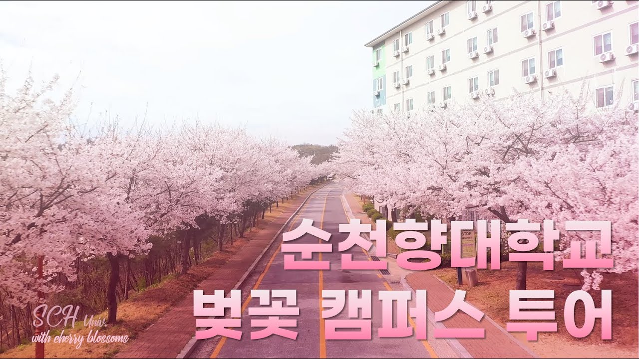 순천향대학교 벚꽃 캠퍼스 투어 - Youtube