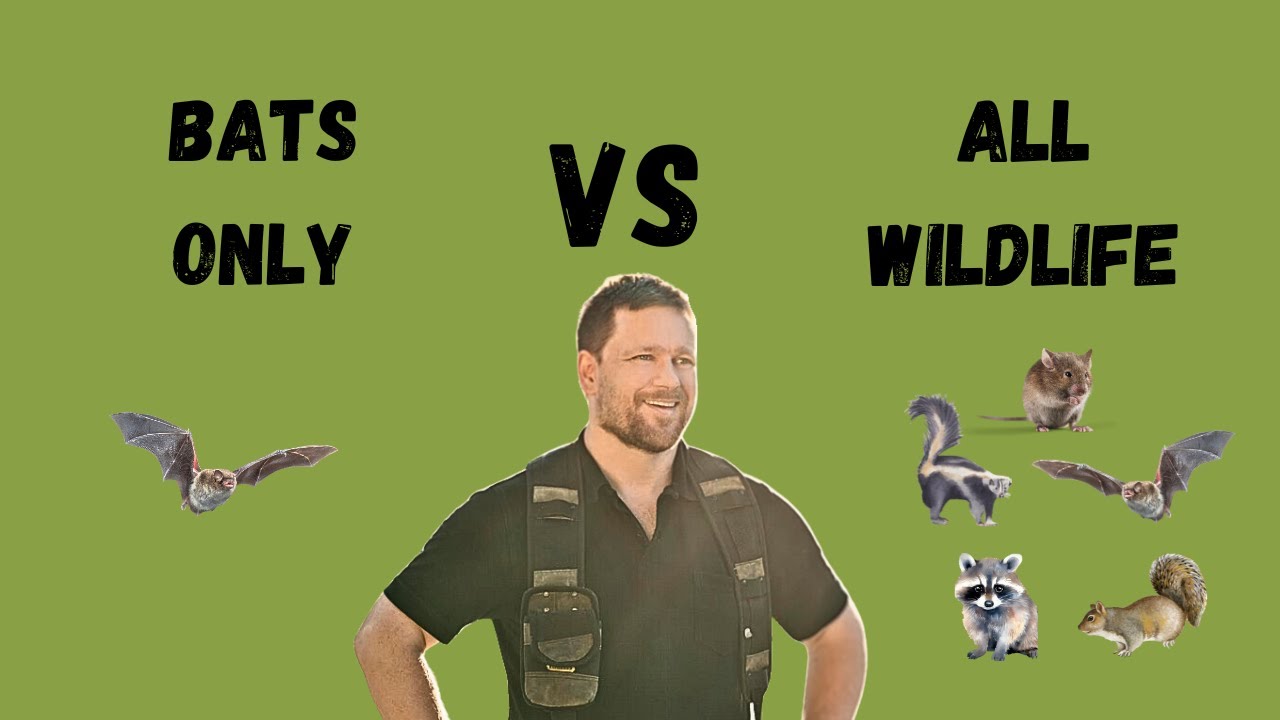 Why You Want A Bat Specialist.