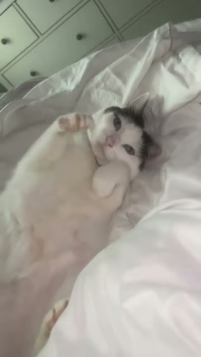 Dame Un Grr Un Que🐾 🐾 🎥: TT @3kittycatss #oyen #dameungrrr #fypシ゚viral #kucing #cat #cute #cute