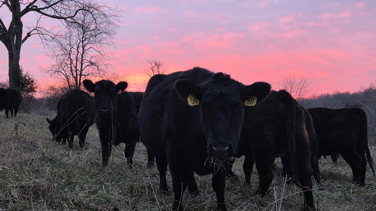 Stockpile Grazing, What My Grass Looks Like Now on 17 January 2026