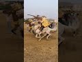 فرسان مجانة برج بوعريريج الله الله ولڨران الزين ابوني وشكرا فرسان مجانة برج بوعريريج الله الله ولڨران الزين ابوني وشكرا