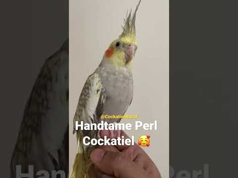 Perl Cockatiel #cockatiel #trending #parrot #parakeet #short #calopsitte #shorts #parrotvideo