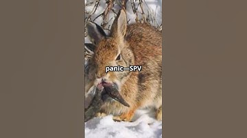 “ZOMBIE BUNNY CAUGHT ON CAMERA?! 🐇😱”