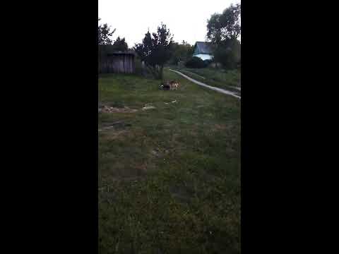 СОБАЧЬЯ деревенская СВАДЬБА на ТРОИХ (18 +)!!!