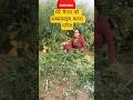 village #villagerlifestyle #viral #farming