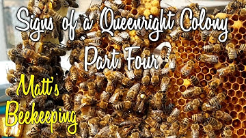 Signs of a Queenright Colony - Part Four - Matt