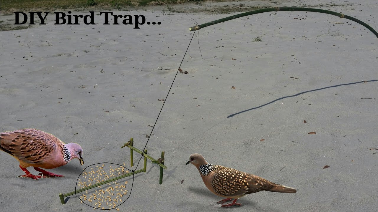 How to make Easy bird trap, How to make Easy bird trap, By DIY Trap