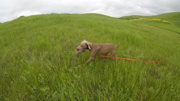 Iris begins to point!