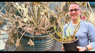 Bringing Geraniums Out From Winter Storage by Ohio Tropics Houseplant Care 4,588 views 2 months ago 8 minutes, 38 seconds