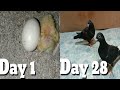 Day 1 to day 30 pigeon growth