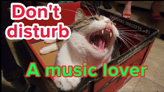 When even the cat loves your musical friends (at the end)