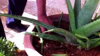 Aloe vera - Pulizia e riproduzione su vaso.