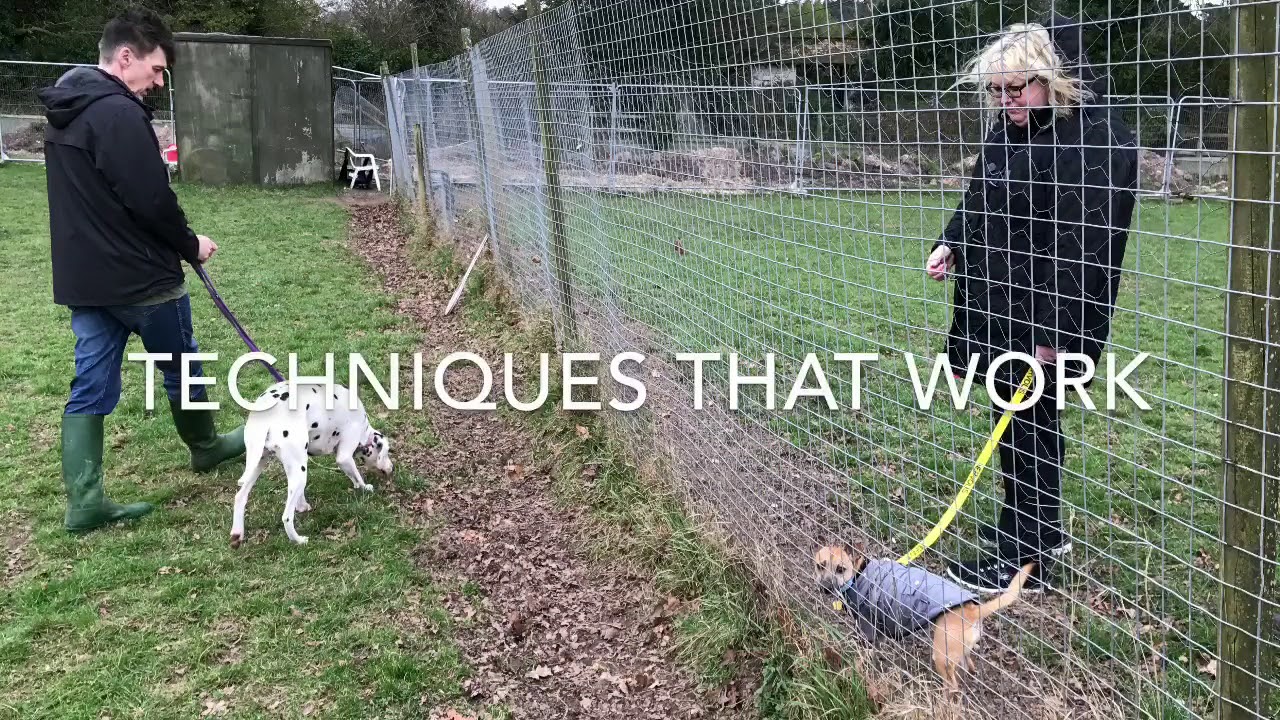 Inter dog aggression - YouTube