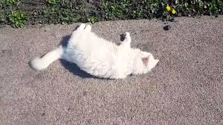 Adorable Turkish angora cat enjoys first warm spring days 🤗😊 by OOOH MY CATS 19 views 4 years ago 1 minute, 4 seconds