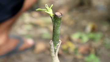 Single bud Cleft Grafting Mango Tree
