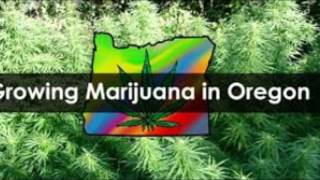 GROWING BIG WEED IN OREGON VIDEO BUD CANNABIS PLANT PORN R&B SOUL MUSIC