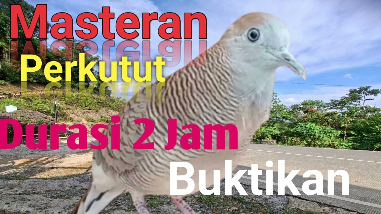 Masteran perkutut durasi 2 jam cocok buat pancingan perkutu#masteran perkutut#