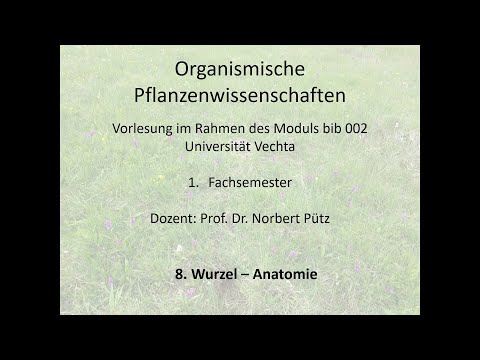 bib002_8-Wurzelanatomie