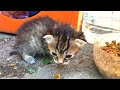 Bb chaton vivant dans la rue  la recherche dune mre chat