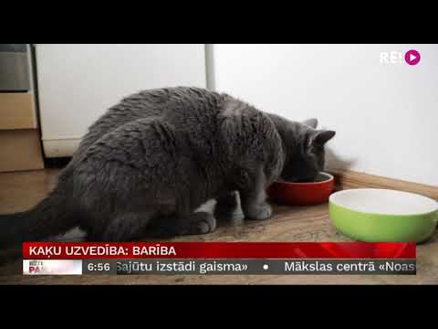 Kaķu uzvedība: barība