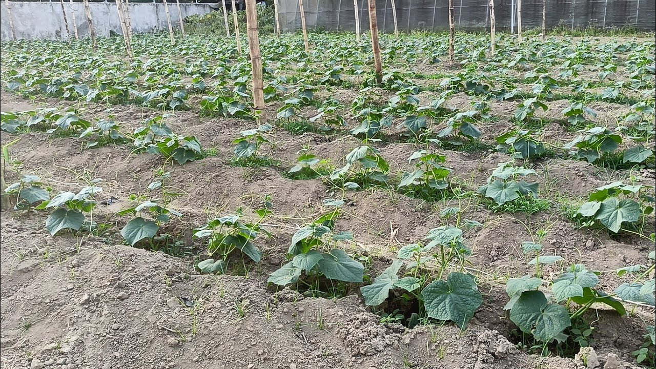 Ito po ang technique ko sa pagtatanim ng pipino 🥒 Madali lang po itong alagaan ang pipino 🥒 