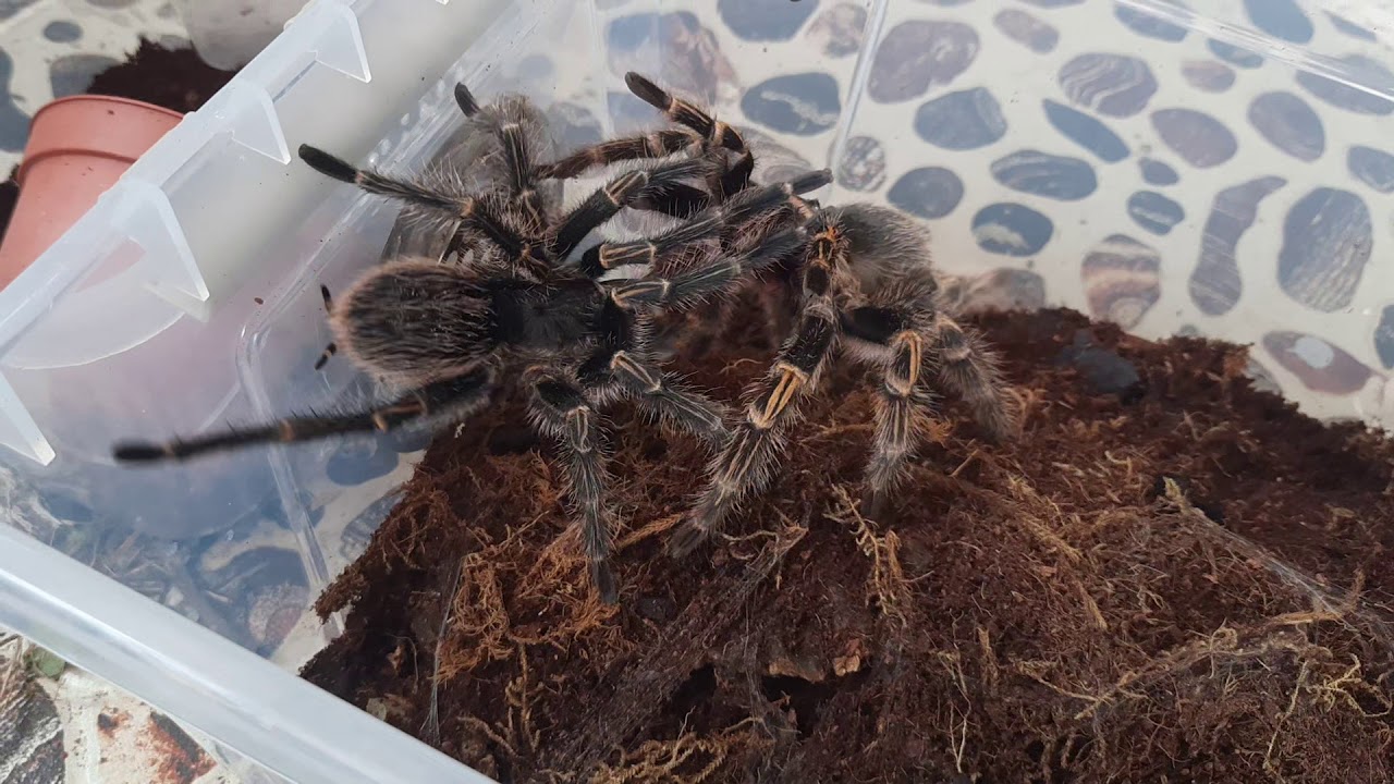"Chaco Golden knee" Mating YouTube