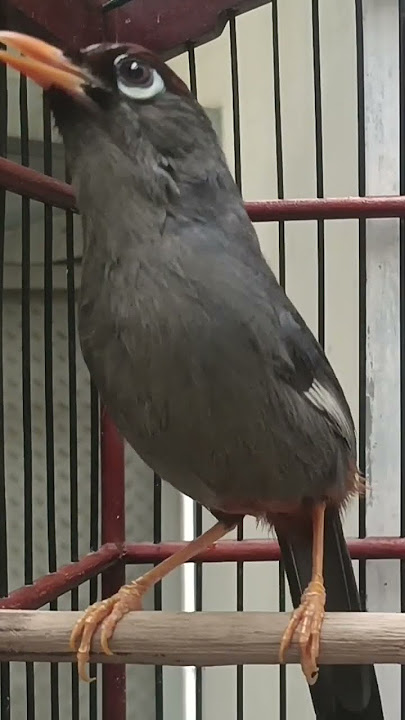 pancingan poksay Mandarin bahan agar cepat bunyi #poksaymandarin #birds