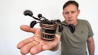 Copper Wire Killed My Venus Flytraps After 2.5 Years – The Experiment#carnivorousplantsofinstagram